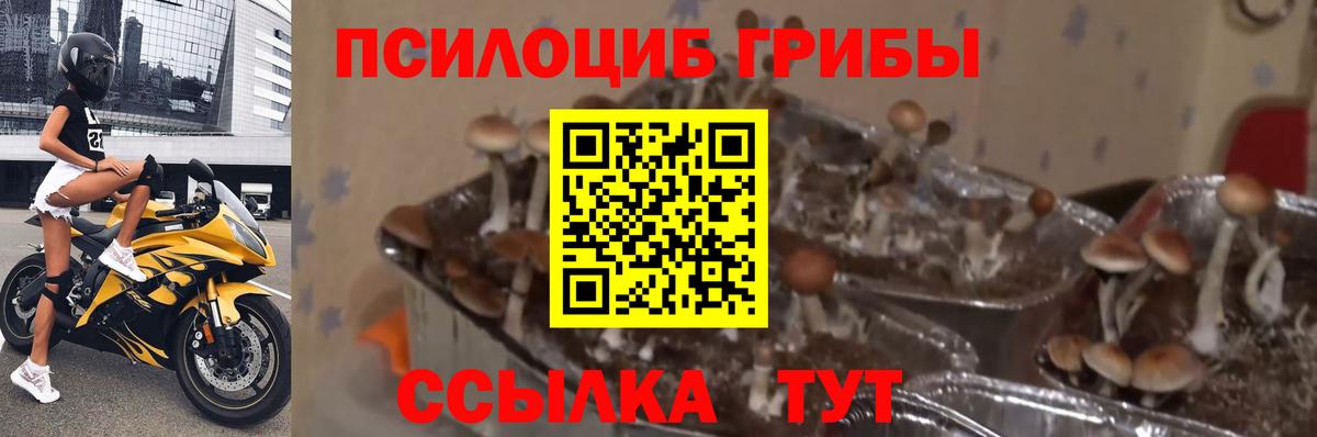 Галлюциногенные грибы Psilocybe Нарткала